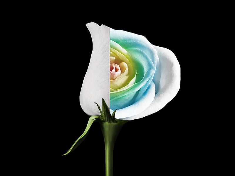 Half blossomed rose for Mozart's Requiem